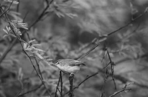 Bharatpur, Rajasthan. January 2025