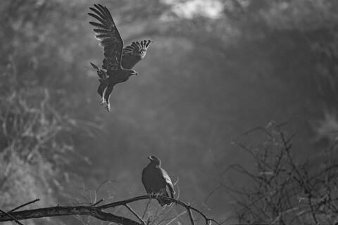 Bharatpur, Rajasthan. January 2025