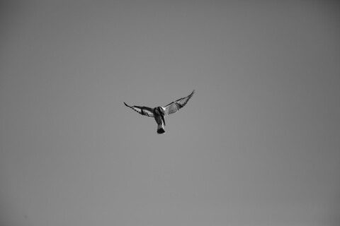 Bharatpur, Rajasthan. January 2025