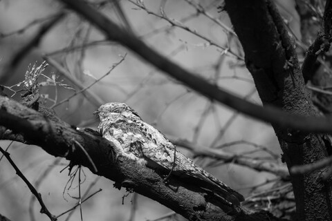 Bharatpur, Rajasthan. January 2025