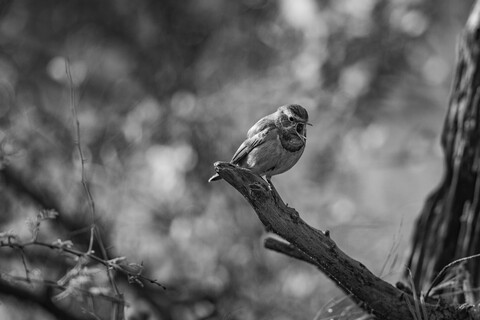 Bharatpur, Rajasthan. January 2025