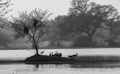 Bharatpur, Rajasthan. January 2025