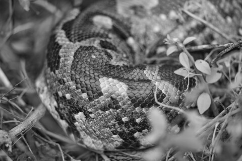 Bharatpur, Rajasthan. January 2025