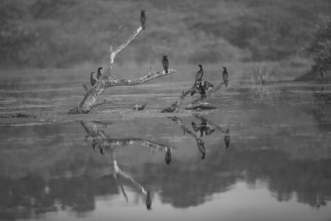 Bharatpur, Rajasthan. January 2025