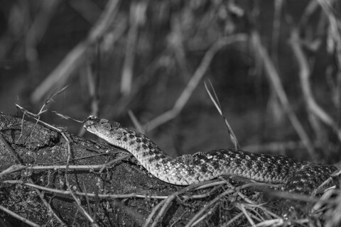 Bharatpur, Rajasthan. January 2025