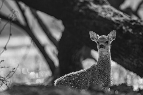 Bharatpur, Rajasthan. January 2025