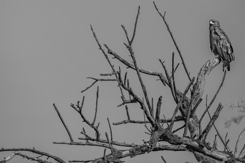 Bharatpur, Rajasthan. January 2025