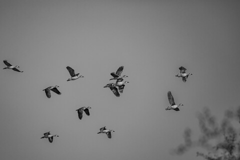 Bharatpur, Rajasthan. January 2025