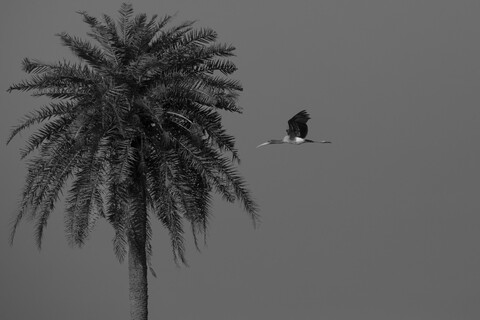 Bharatpur, Rajasthan. January 2025