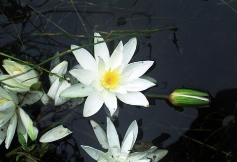 Kushinagar, Uttar Pradesh. September 2007