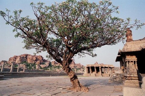 Hampi, Karnataka. April 2008