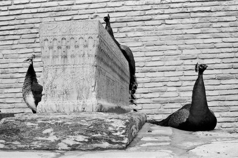 Uzbekistan. March 2009