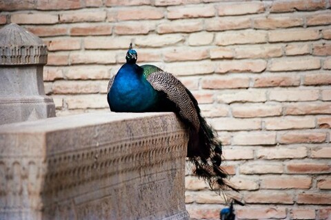 Uzbekistan. March 2009