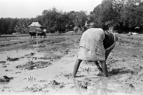 Bengal. 2014 &amp; 2015