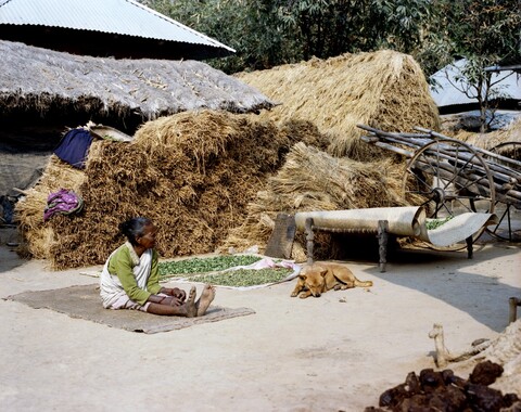 Bengal. 2014 &amp; 2015