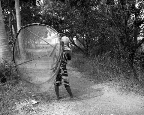 Bengal. 2014 &amp; 2015