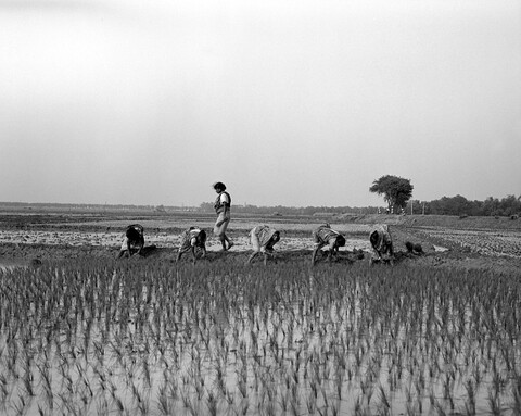 Bengal. 2014 &amp; 2015