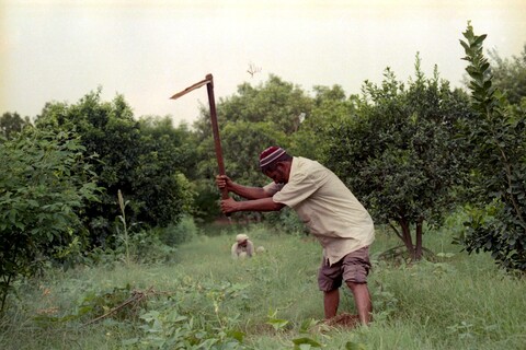 Mangar, Haryana. July 2017