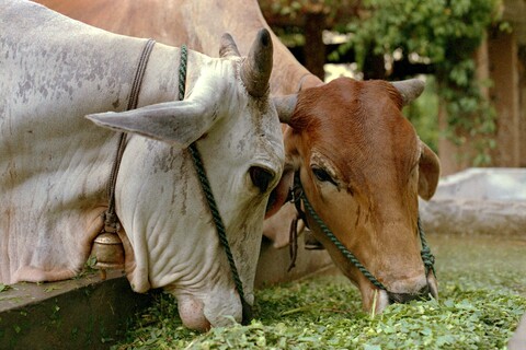 Mangar, Haryana. July 2017