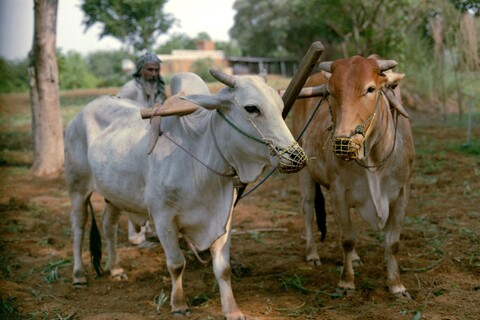 Mangar, Haryana. July 2017