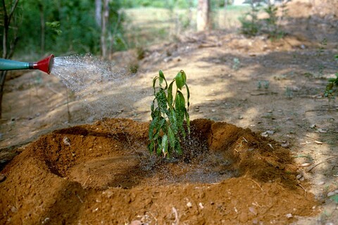 Mangar, Haryana. July 2017