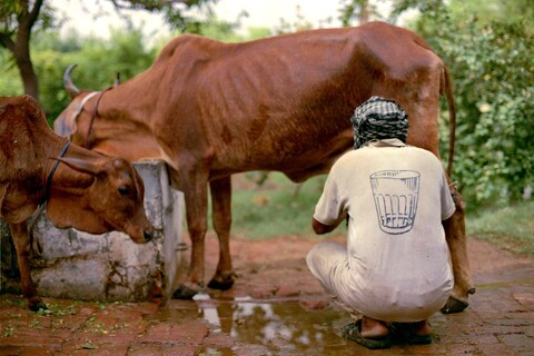 Mangar, Haryana. July 2017