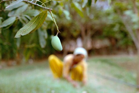 Mangar, Haryana. July 2017