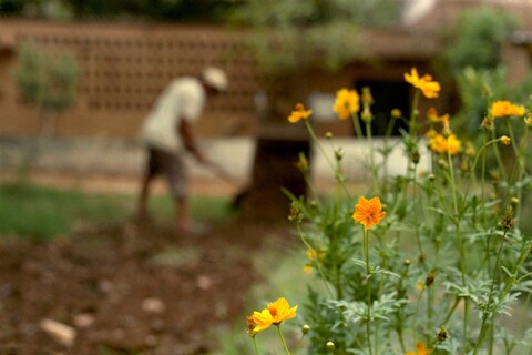 Mangar, Haryana. July 2017
