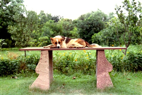 Mangar, Haryana. July 2017