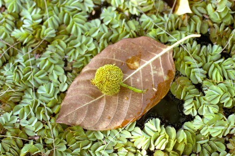 Mangar, Haryana. July 2017