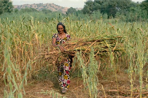 Mangar, Haryana. July 2017