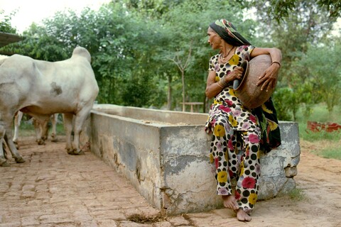 Mangar, Haryana. July 2017