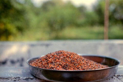 Mangar, Haryana. July 2017