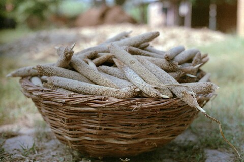 Mangar, Haryana. July 2017