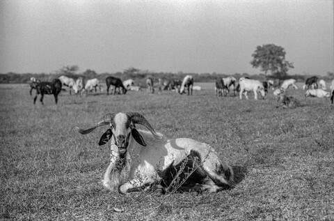 Medak, Telangana. October 2017