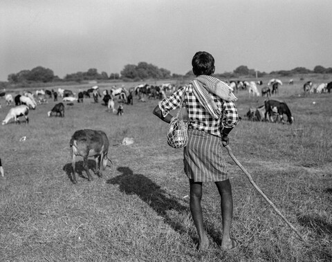 Medak, Telangana. October 2017