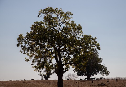Panna, Madhya Pradesh. January 2019