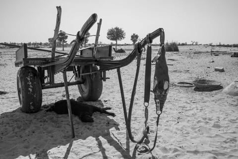 Siyana, Rajasthan. February 2021