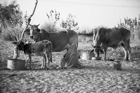 Siyana, Rajasthan. February 2021