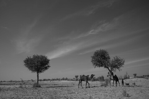 Siyana, Rajasthan. February 2021