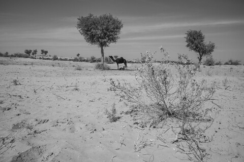 Siyana, Rajasthan. February 2021