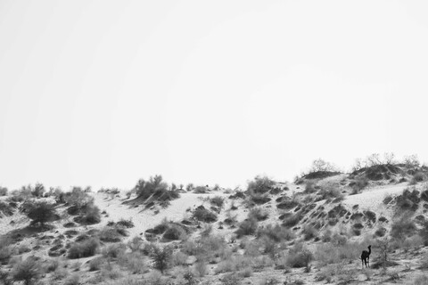 Siyana, Rajasthan. February 2021