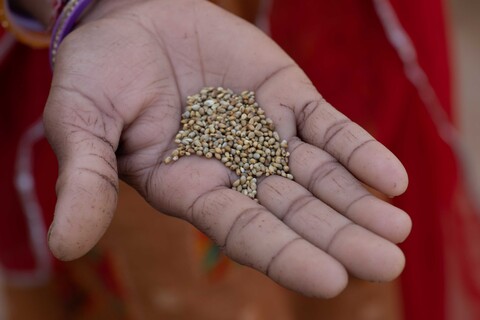 Siyana, Rajasthan. February 2021