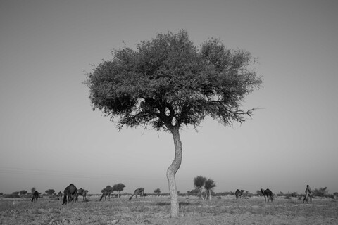 Siyana, Rajasthan. February 2021