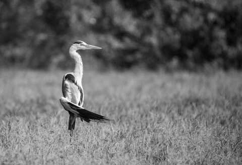 Bharatpur Forests. 2021