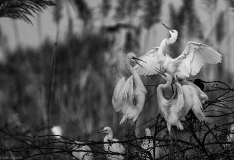 Bharatpur Forests. 2021