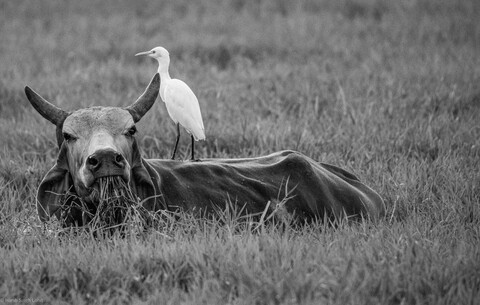 Bharatpur Forests. 2021