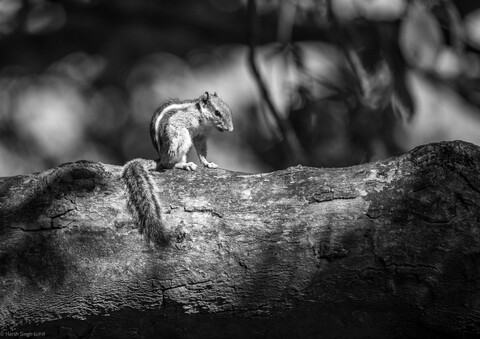 Bharatpur, Rajasthan Forests. 2021