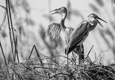 Bharatpur Forests. 2021