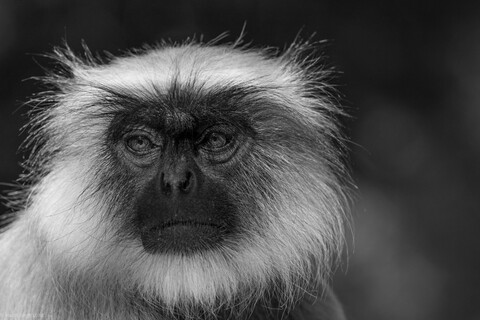 Gir, Gujarat Forests. 2021